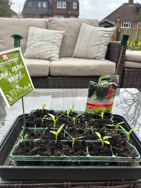 Chilli seedlings in a tray 